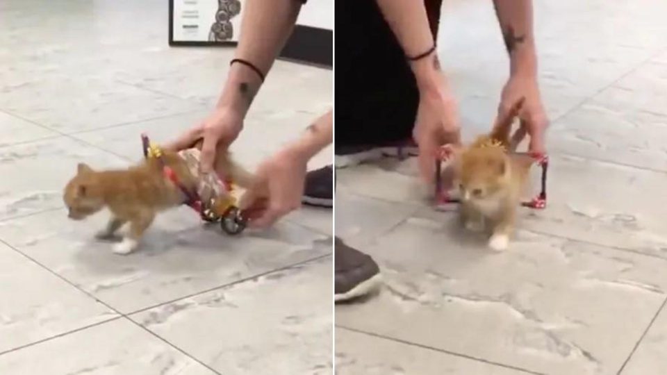 Tiny Paralyzed Kitten Gets His First Wheelchair And Is Beyond Happy
