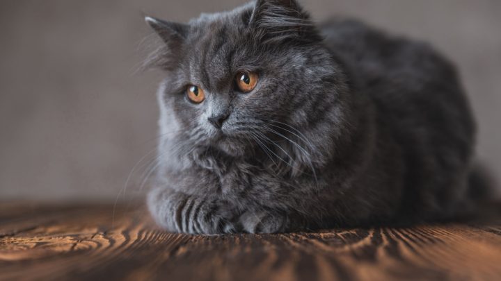List Of Some Long-Haired Cat Breeds