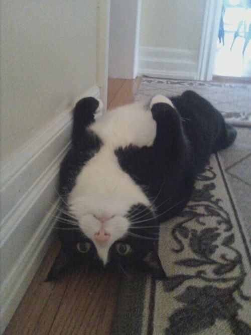 16 Tuxedo Cats and Kittens T͏h͏a͏t͏ Wi͏l͏l͏ Melt Your H͏e͏a͏r͏t͏ 