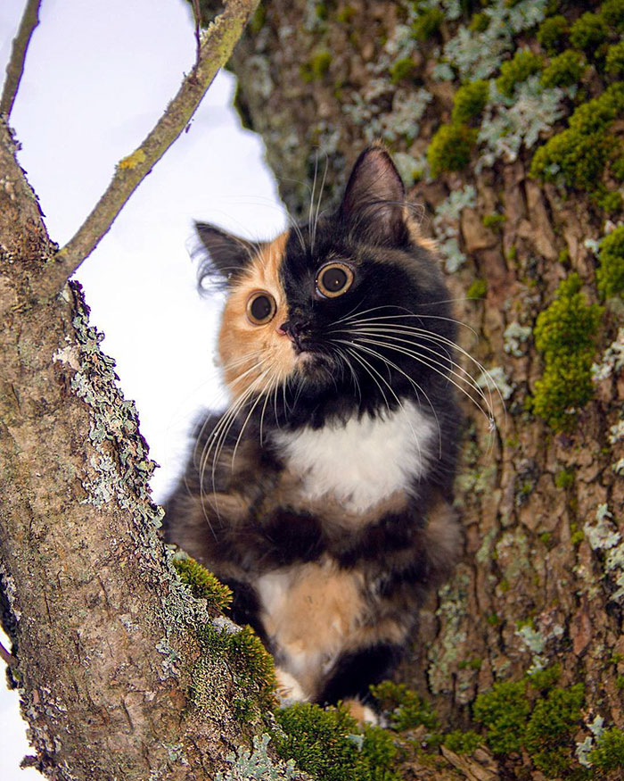 Yana: The Inkwell Emptied, the Bifurcated Feline Whose Story Unfolds