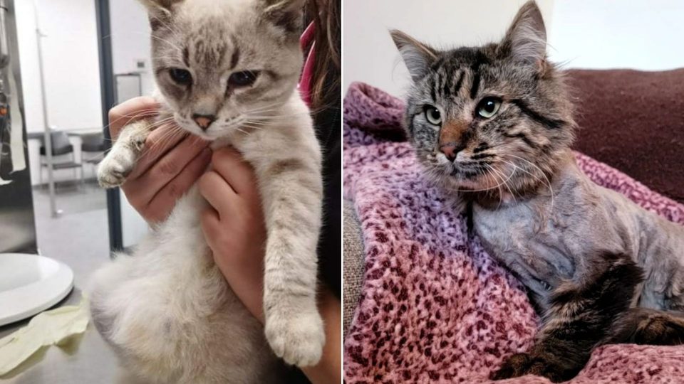Two Rescued Kittens With Hernia Get A Second Chance In Life