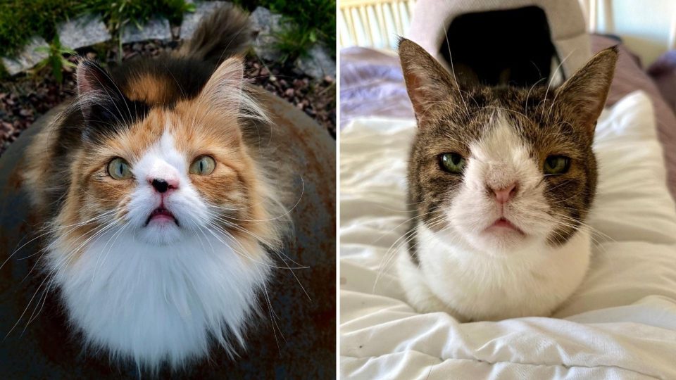 Two Special Needs Cats No One Wanted To Adopt Find A Fur-ever Home Together