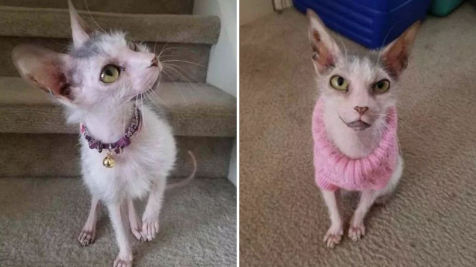 “Ugly” Cat Never Knew She Could Be Loved So Much