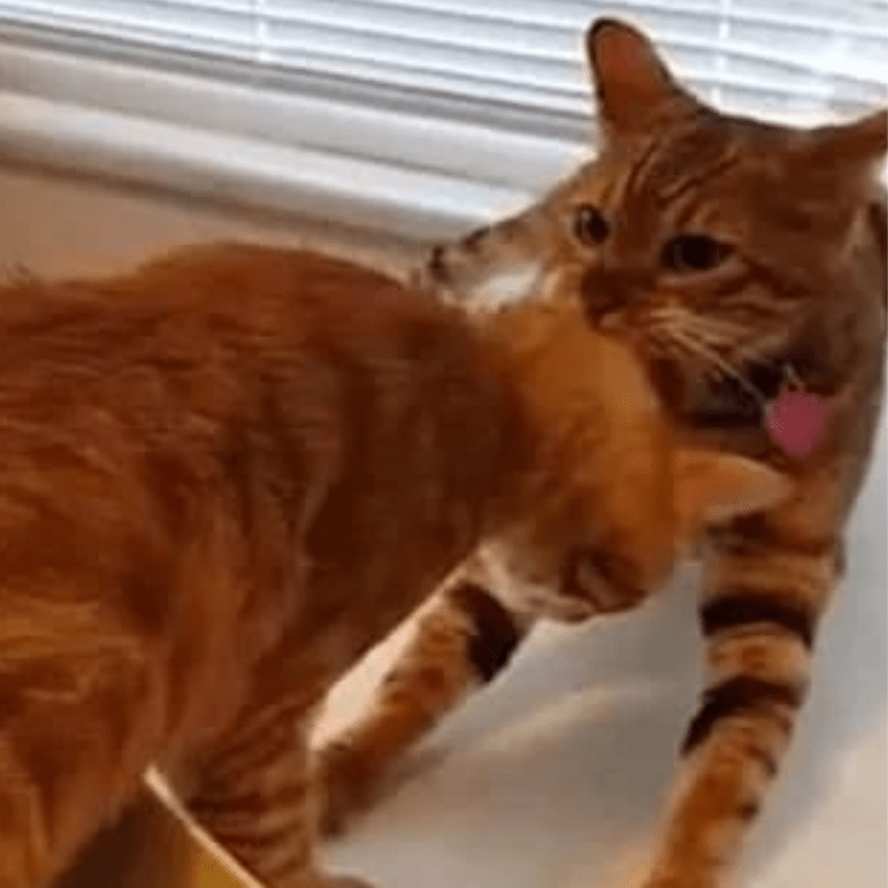 Cat Drags His Feline Friend Away From Vet He Doesn’t Trust, Many animals really don’t like going to the vets