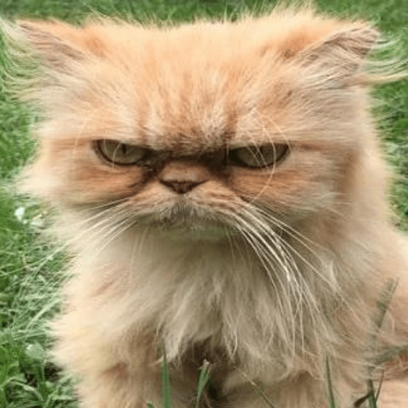 Cat Finally Gets Rescued and Adopted, Doesn’t Seem Too Impressed! When you’re cursed with a forever angry face