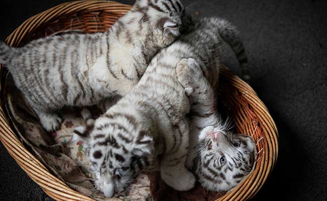 Newborn white tiger triplets struggle to stay awake as they make public debut at zoo in China 