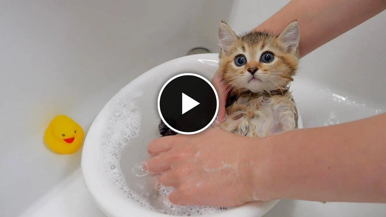 The five kittens are surprised at how good their first bath feels.