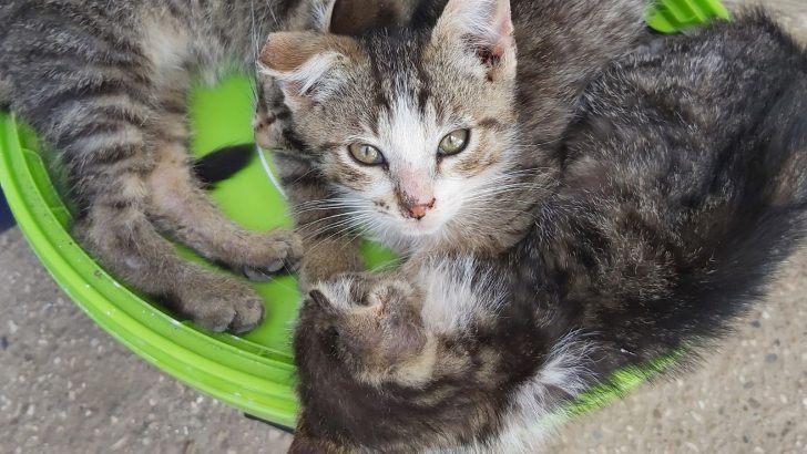 We Found Three Kittens And Couldn’t Bear To Leave Them