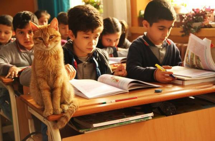 Stray Cat Wanders Into Classroom And Decides To Make It His Forever Home
