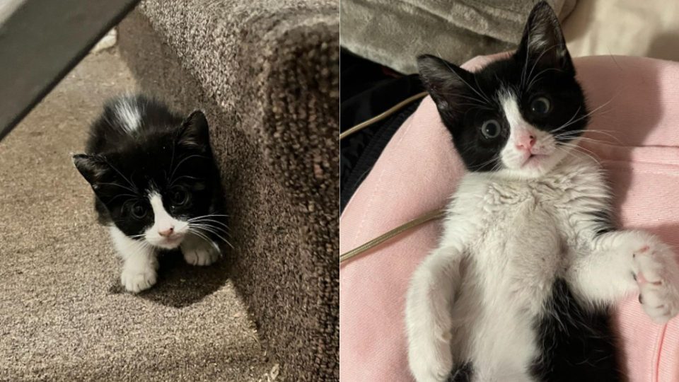 Woman Finds A Tiny Kitten On Her Front Steps