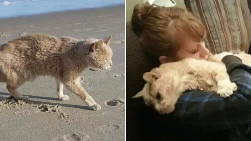 Woman Rescues A 21-Year-Old Abandoned Cat Making Sure He Enjoys His Last Days