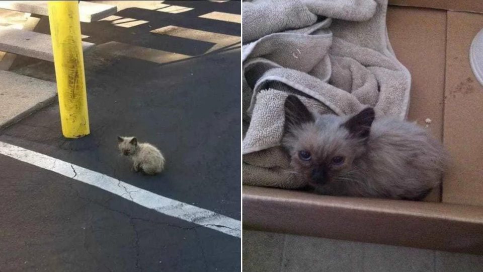 Woman Rescues A Dirty, Lost Kitten And Offers Him Loving Home