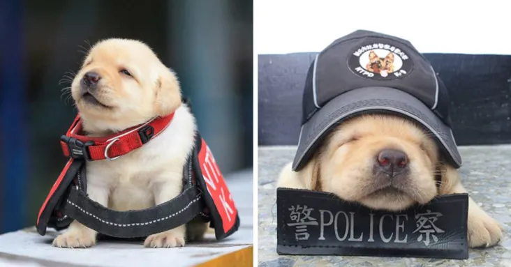 Police Department Recruited The Most Adorable Puppies As Officers And Shared Pics Online