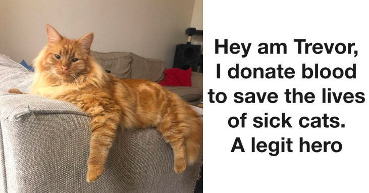11 Adorable Pets That Deserve A Million Medals For Their Awesome Acts