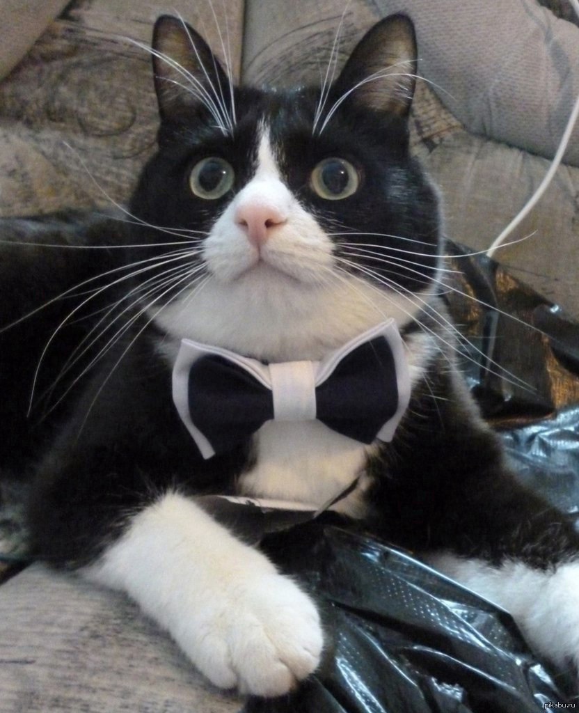 16 Tuxedo Cats and Kittens T͏h͏a͏t͏ Wi͏l͏l͏ Melt Your H͏e͏a͏r͏t͏ 