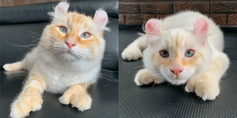 Enchanting Ears: Adorable Cat with Two Rabbit-Like Ears Ignites Excitement and Delights Online Community with Its Cute Beauty