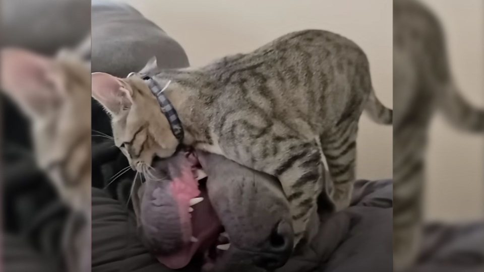 You Don’t Want To Miss This Tiny Kitty Bully His 130-Pound Canine Brother