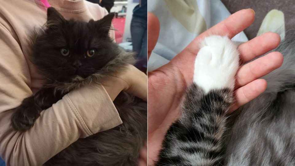 Your Cat Thinks Of You As A Parent (New Study Suggests)