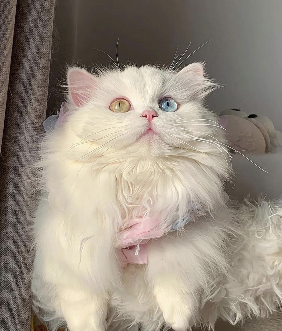 The enchanting cat’s appearance is so cute and angelic that she looks like she stepped right out of a comic book, captivating the online community and stirring up excitement