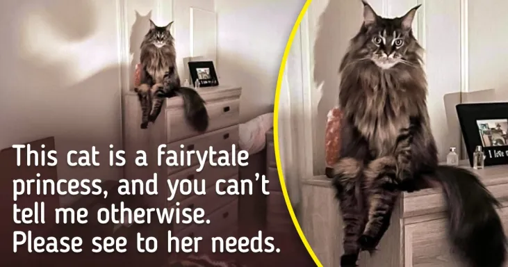 19 Hilarious Photos That Show Animals Can Be Really Bossy Sometimes